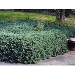 Borievka rozprestretá (Juniperus horizontalis) ´BAR HARBOR´ -  ∅ 40-60 cm, kont. C3L